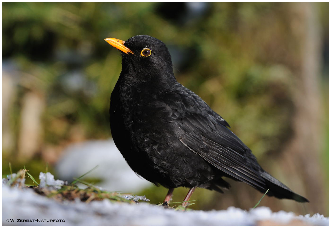 --- Amsel Hahn --- ( Turdus merula )