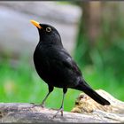 - Amsel - Hahn - ( Turdus merula )