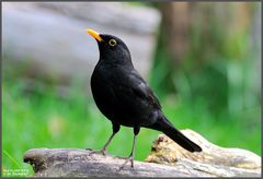 - Amsel - Hahn - ( Turdus merula )