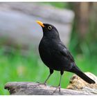 ---- Amsel Hahn ---- ( Turdus merula )