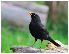 ---- Amsel Hahn ---- ( Turdus merula )