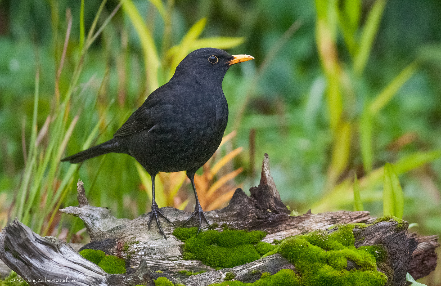   - AMSEL-HAHN - ( Turdus merula )