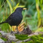   - AMSEL-HAHN - ( Turdus merula )