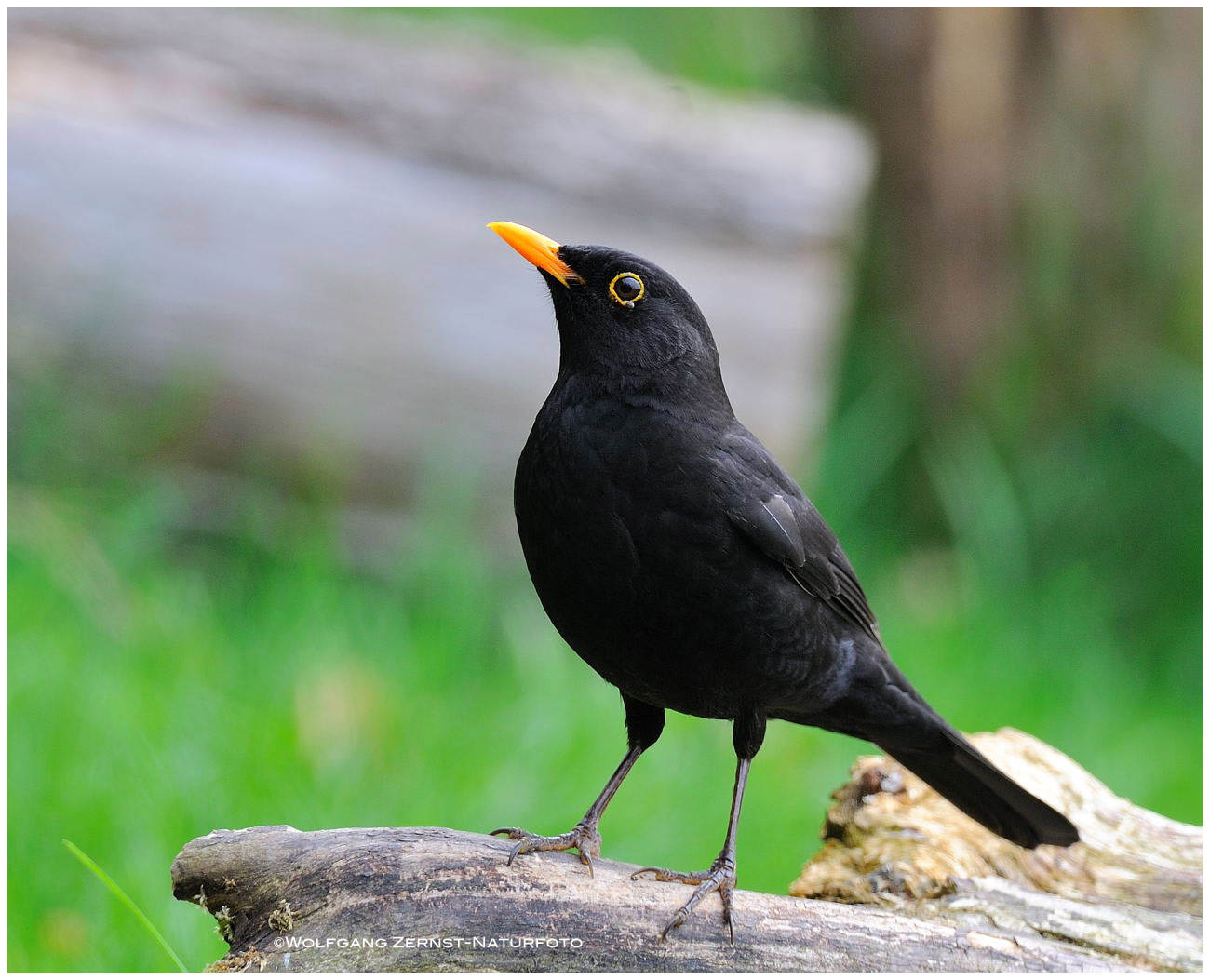 --- Amsel - Hahn --- ( Turdus merula )