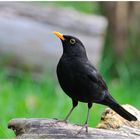 --- Amsel - Hahn --- ( Turdus merula )