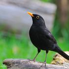 --- Amsel Hahn --- ( Turdus merula )