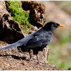 - Amsel Hahn - ( Turdus merula )