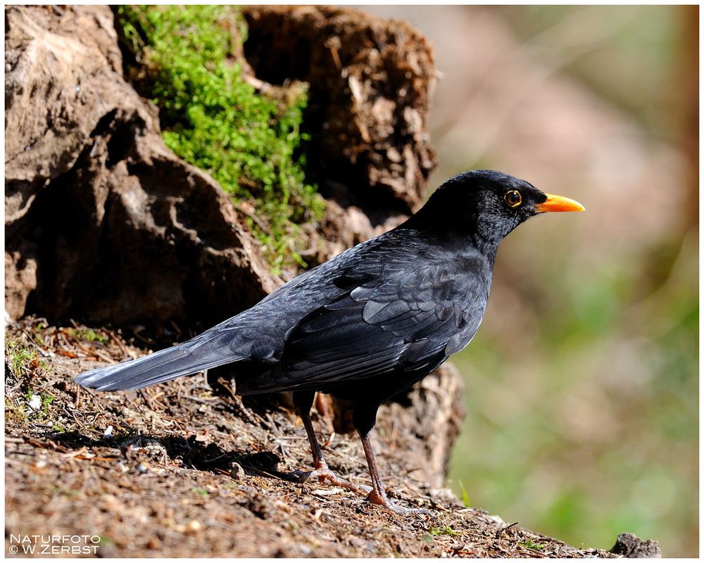 - Amsel Hahn - ( Turdus merula )