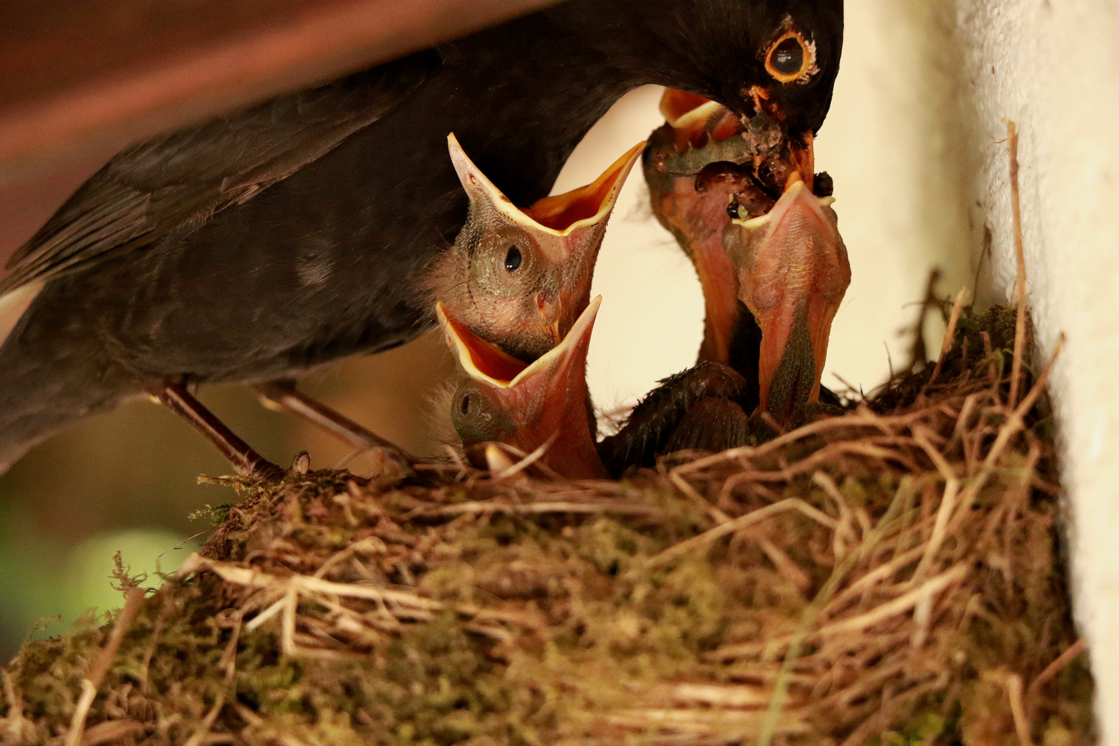 Amsel "Happy Meal"