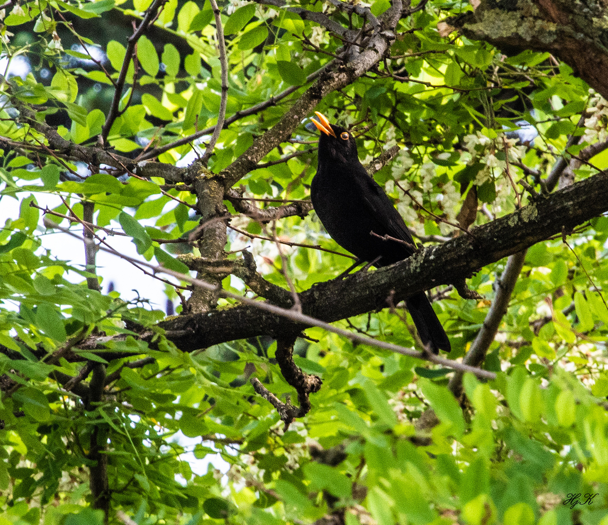 Amsel hat den Durchblick!