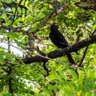 Amsel hat den Durchblick!