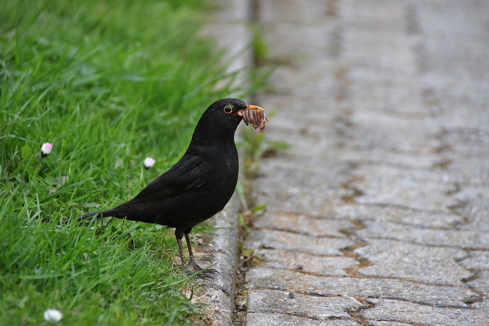 Amsel hat den Schnabel voll