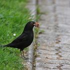 Amsel hat den Schnabel voll