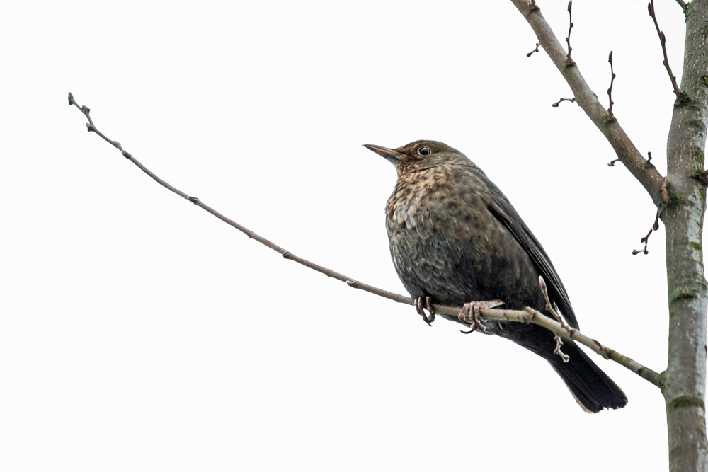 Amsel hat Schneefrei