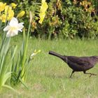 Amsel hat`s eilig