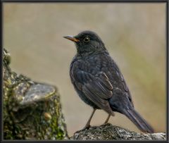 Amsel HDR