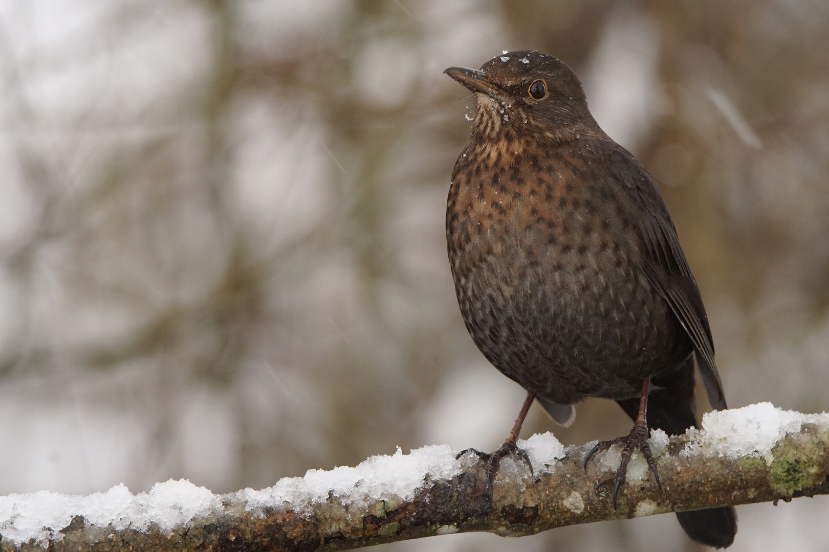 Amsel Henne........