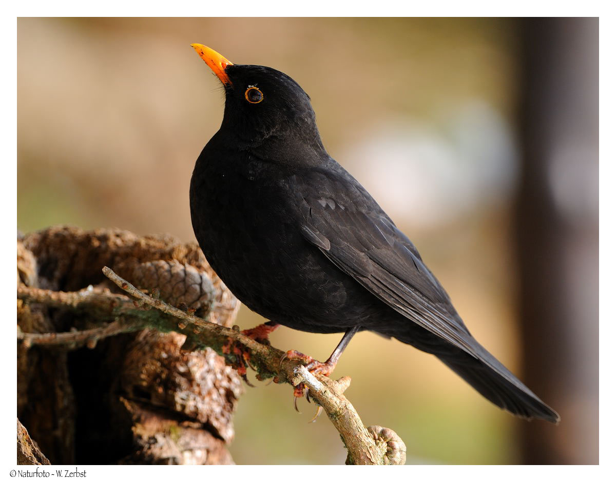 ---- Amsel Herr ---- ( Turdus merula )