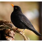 ---- Amsel Herr ---- ( Turdus merula )