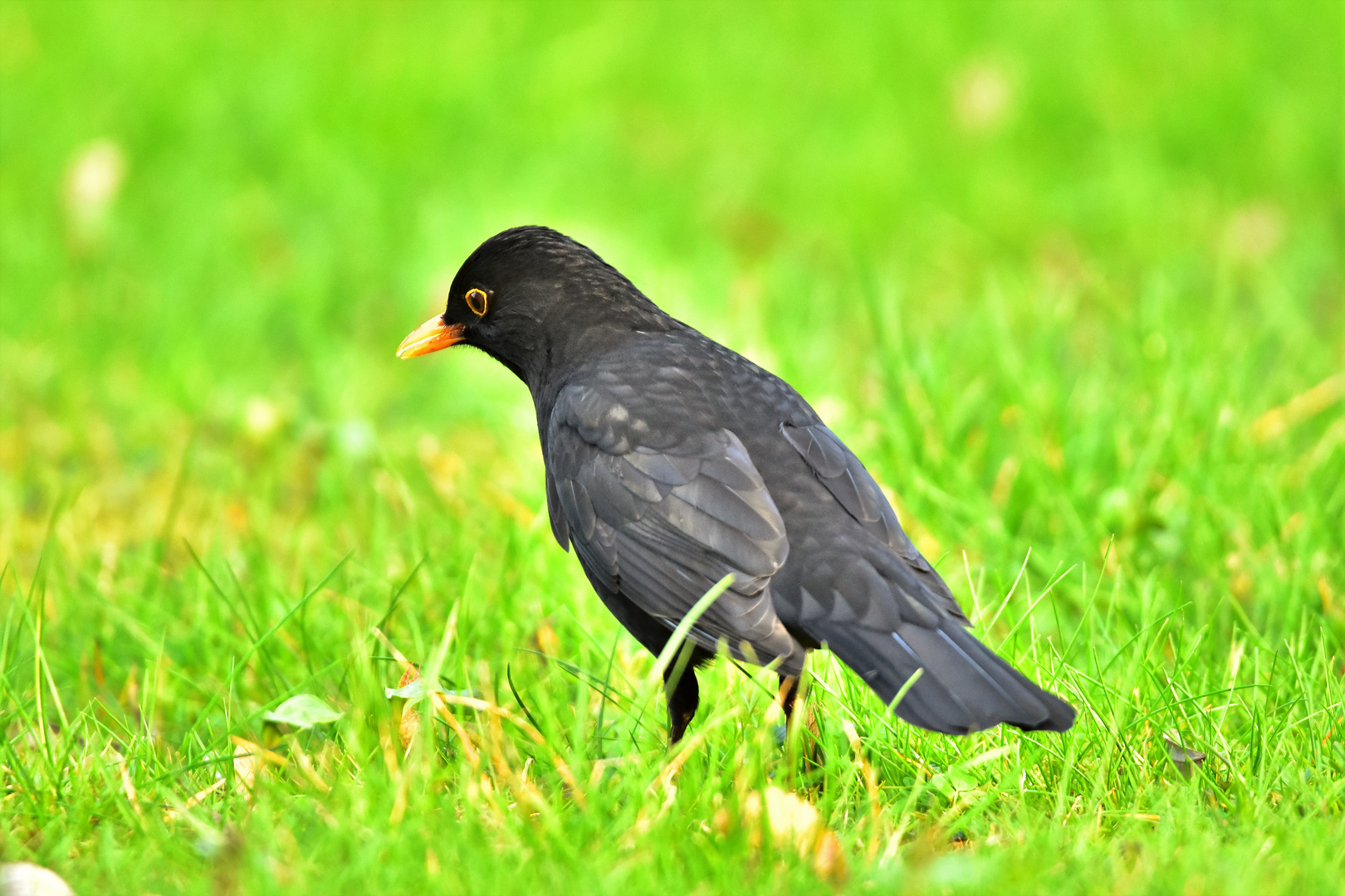 Amsel-Herrchen auf der Suche.