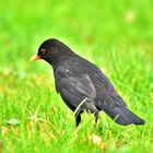 Amsel-Herrchen auf der Suche.