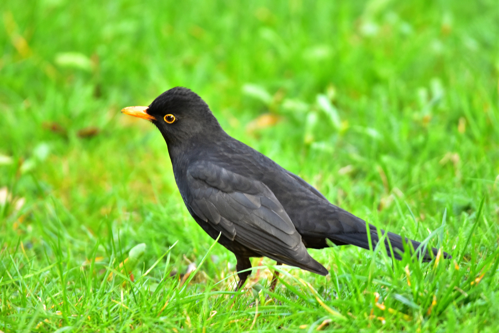 Amsel-Herrchen in Pose.