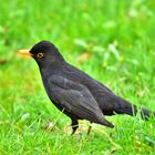 Amsel-Herrchen in Pose.