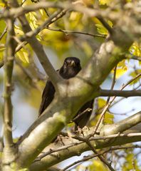 Amsel hinter Ästen