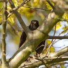 Amsel hinter Ästen