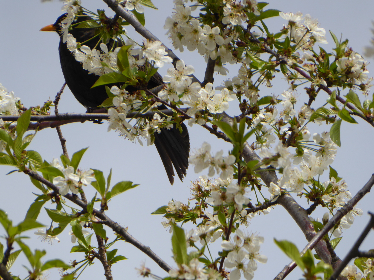 Amsel hinter Blüten....