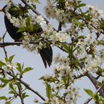 Amsel hinter Blüten....