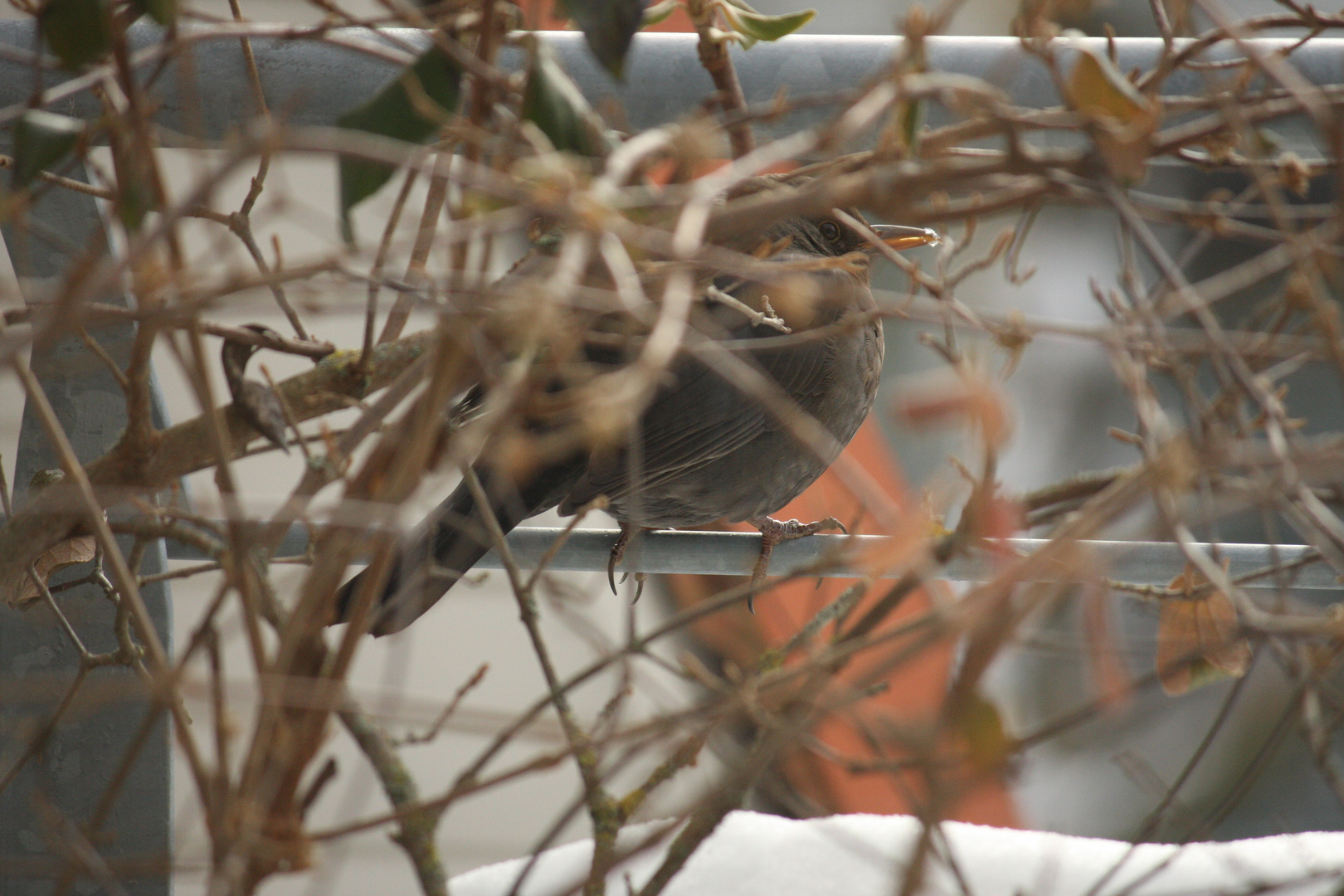 Amsel hinter Schneeballbusch