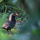 Amsel hinterm Brombeerstrauch