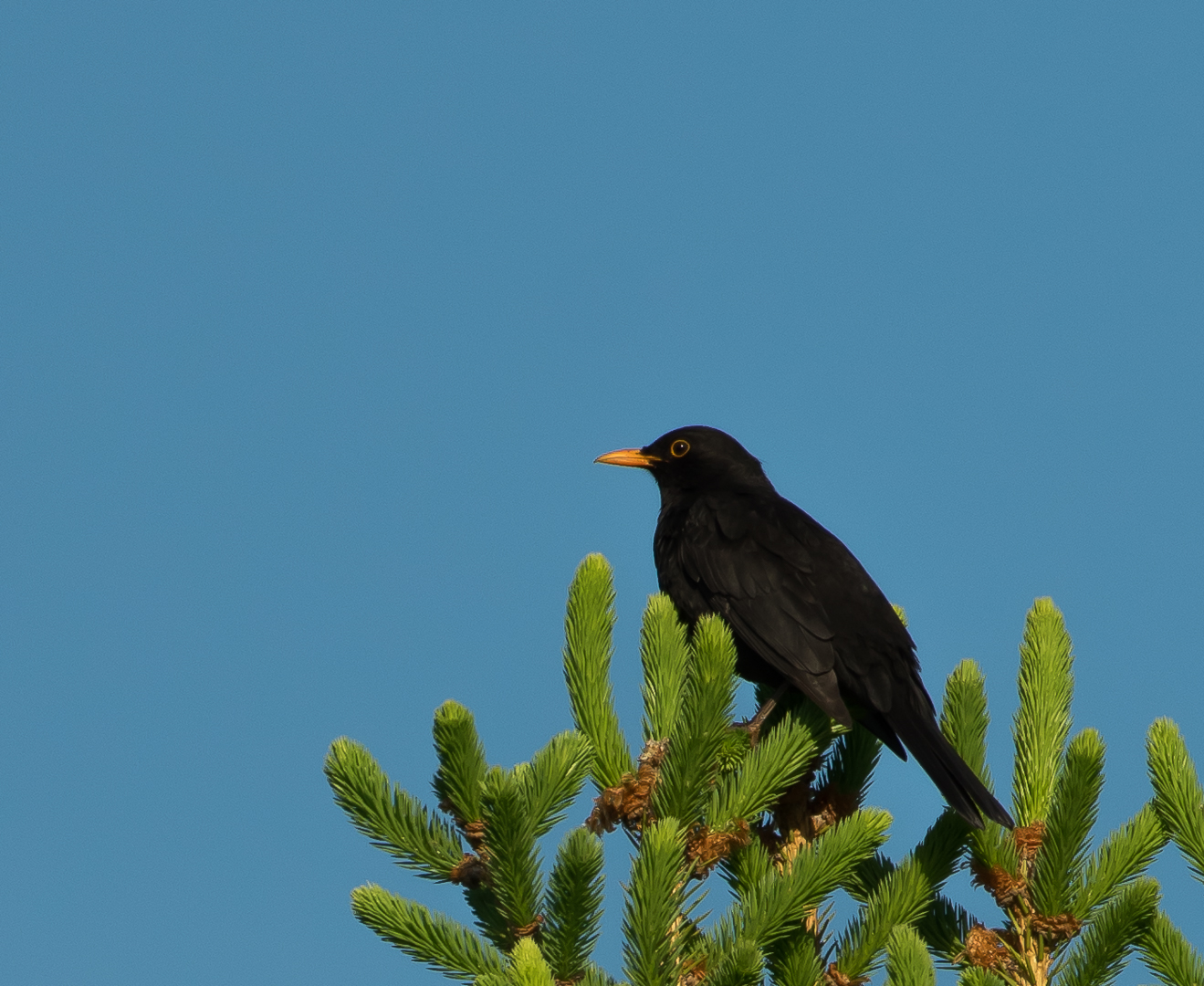 Amsel hoch oben im Baum