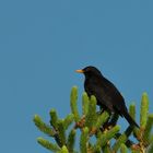 Amsel hoch oben im Baum