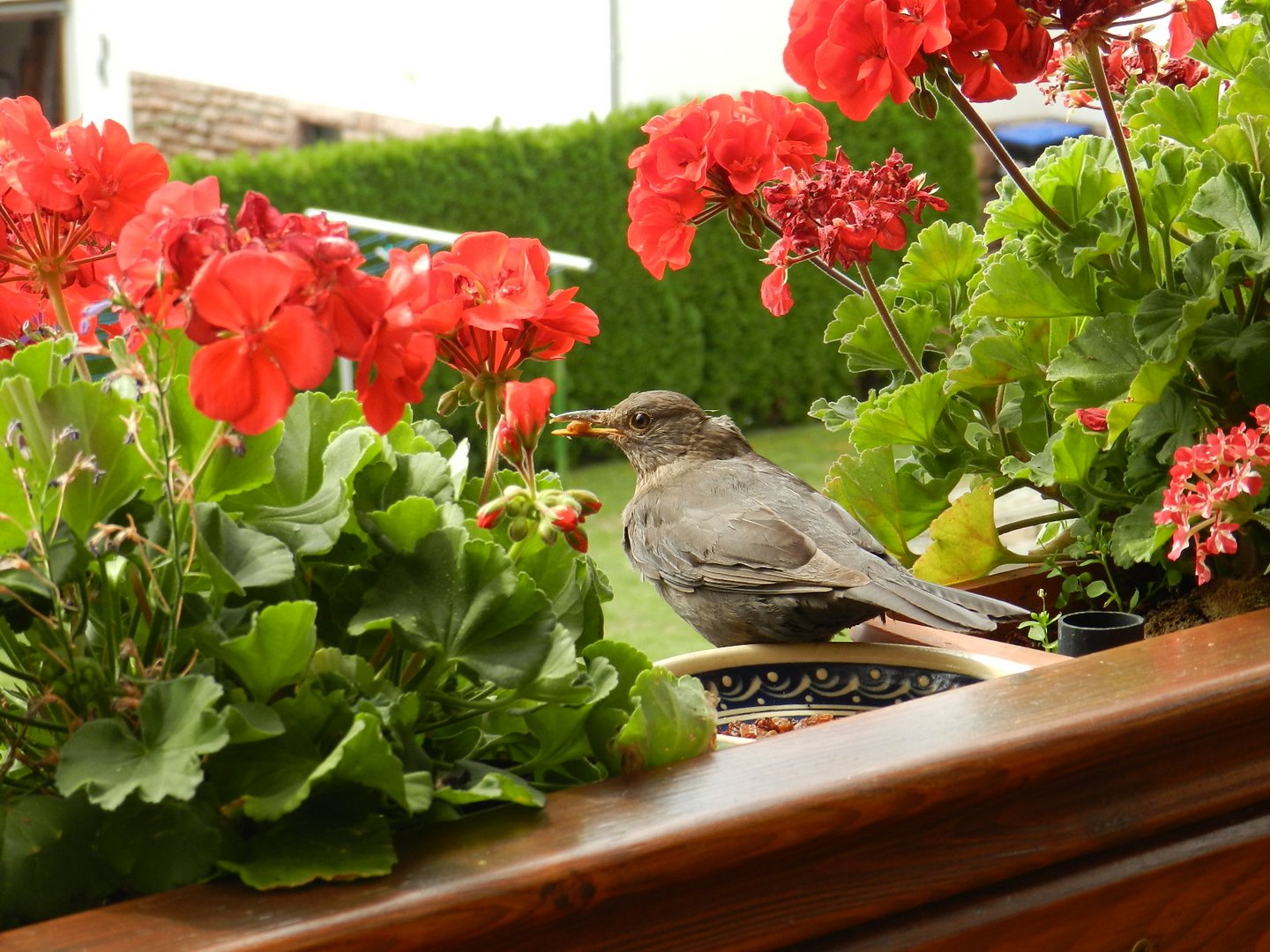 Amsel holt sich eine Rousine