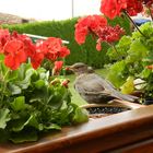 Amsel holt sich eine Rousine