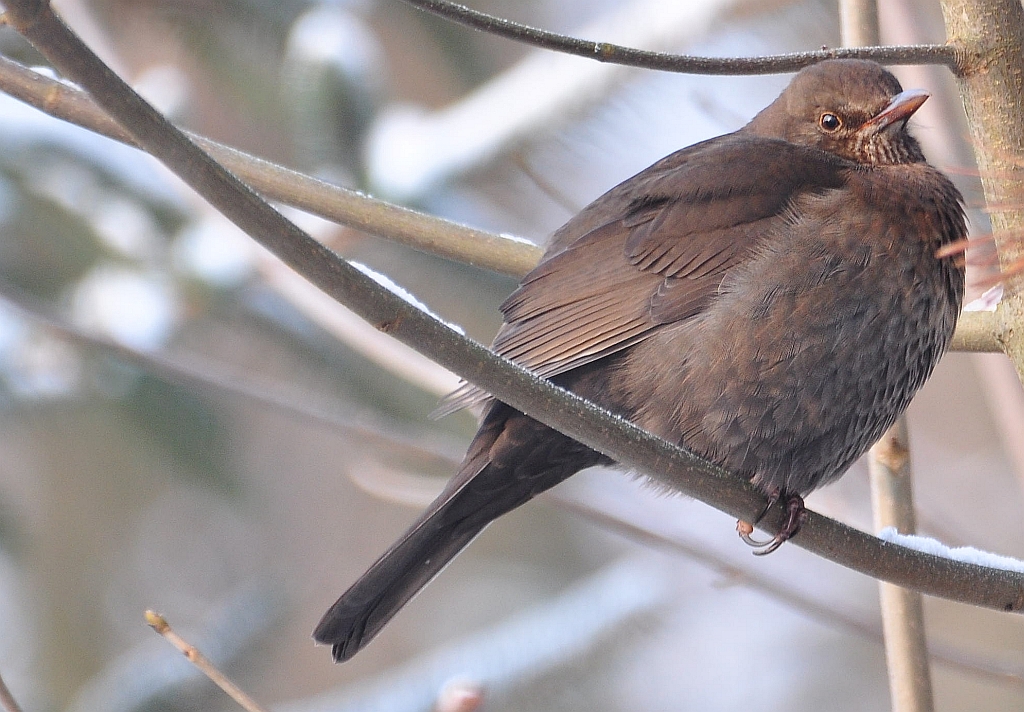 Amsel I