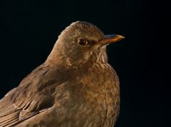 amsel II