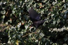 Amsel II