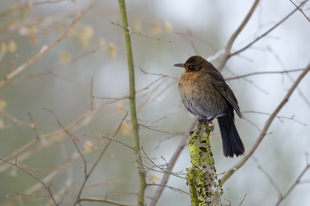 Amsel II