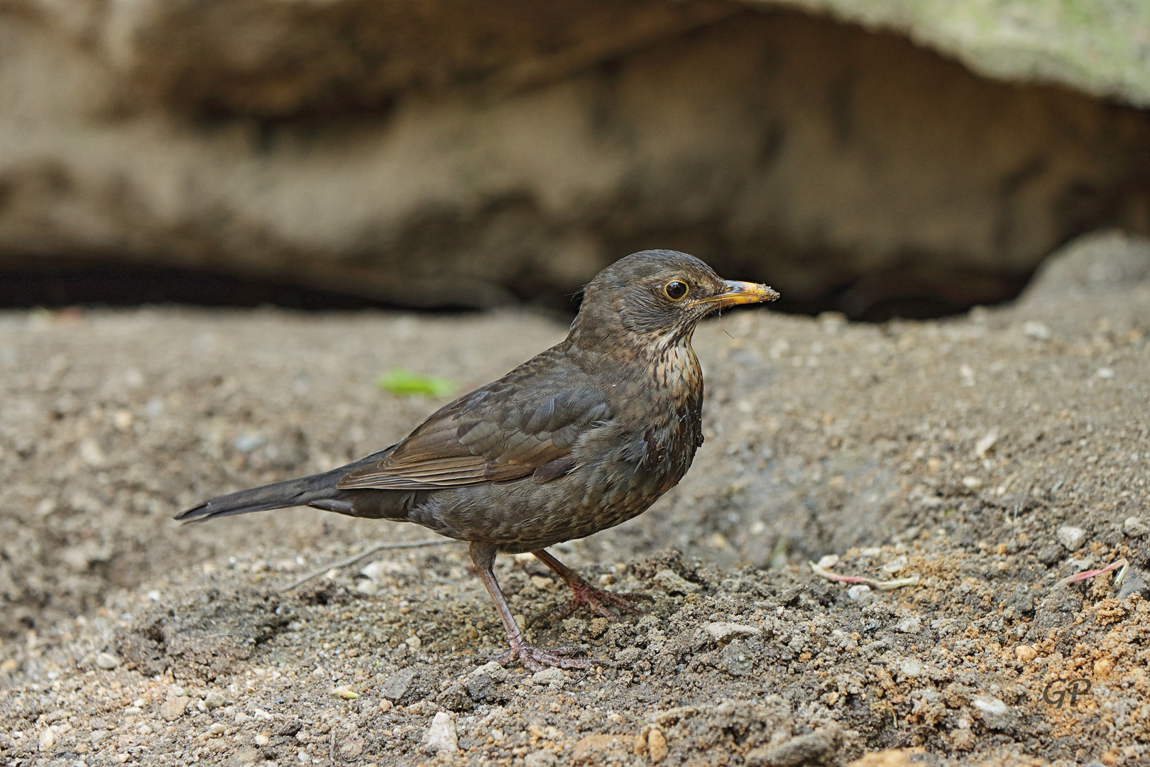 Amsel II