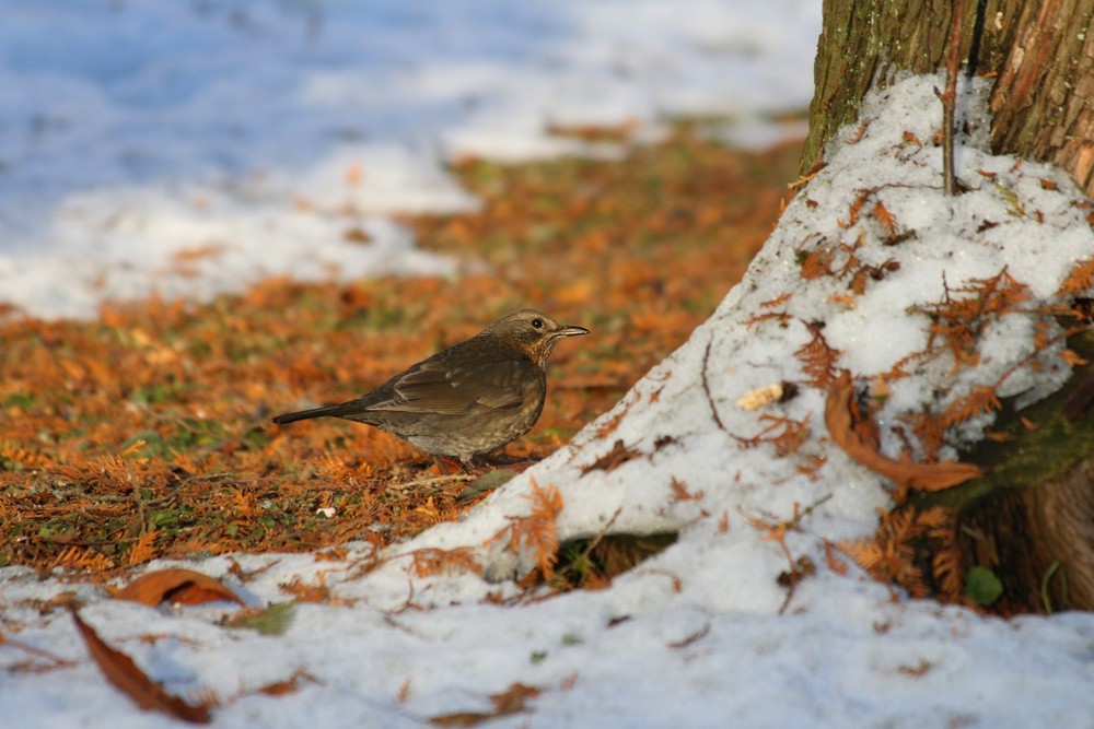 Amsel im Abendlicht