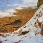 Amsel im Abendlicht