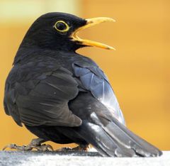 Amsel im Abendlicht