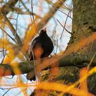 Amsel im Abendlicht