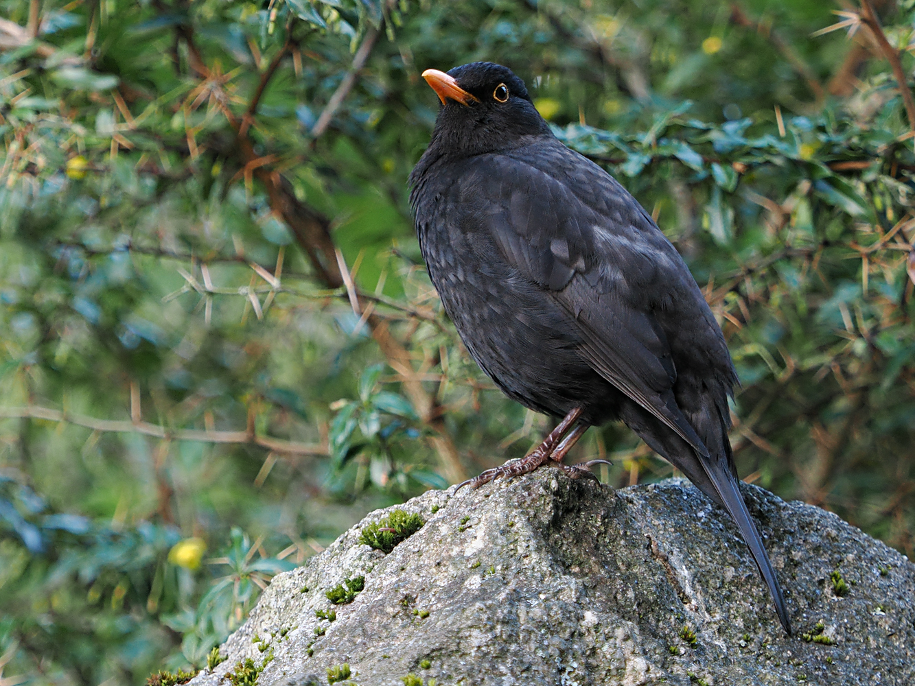 Amsel, im Abendlicht...