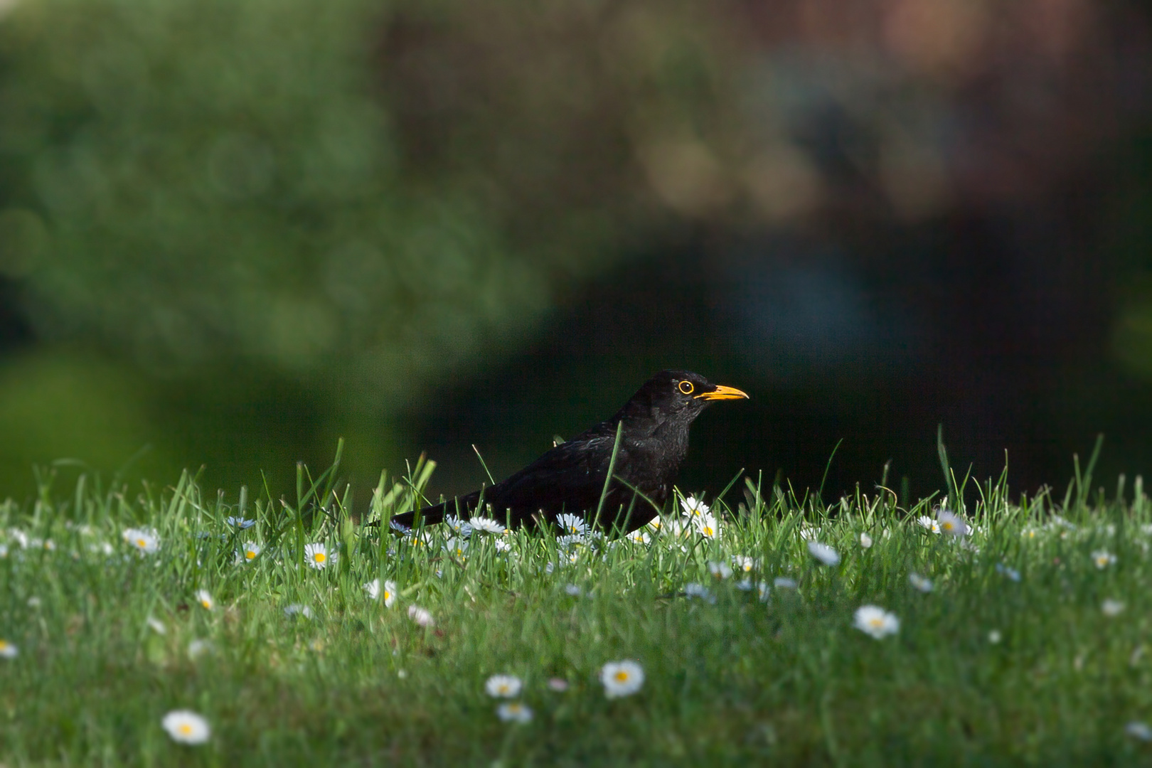 Amsel-im-Abendlicht