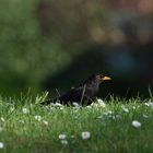 Amsel-im-Abendlicht