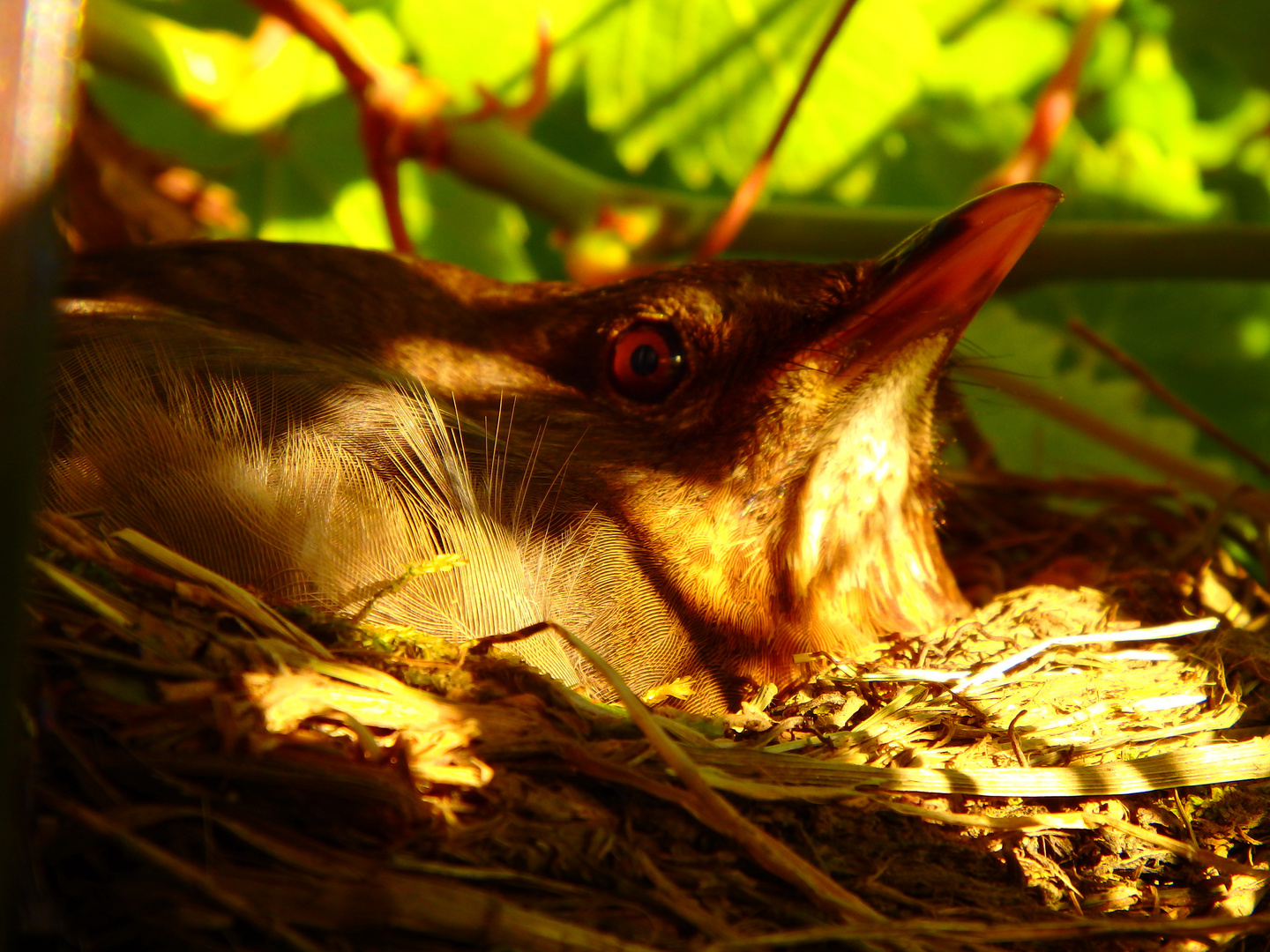 Amsel im Abendlicht